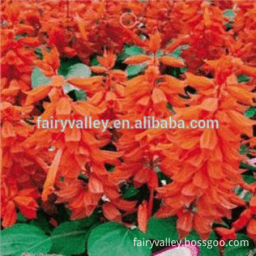 Chinese Tropical Sage Scarlet Sage Red Sage Salvia Seeds Salvia splendens Ker-Gawler Seeds For Garden Flowers